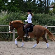 Anden særlig race Fønix R.I.P Minskat <3