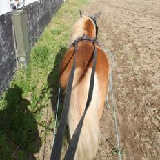 Anden særlig race Bambino