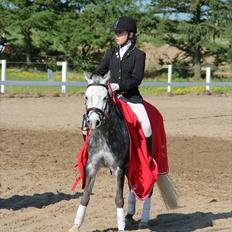 Welsh Pony (sec B) Spinelly (Solgt)