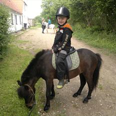 Anden særlig race Frøken Smilla