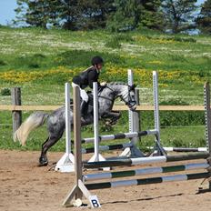 Welsh Pony (sec B) Spinelly (Solgt)