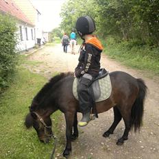 Anden særlig race Frøken Smilla