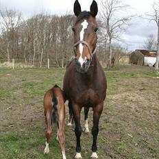 Tysk Oldenburger Martinell