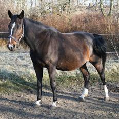 Tysk Oldenburger Martinell