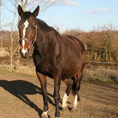 Tysk Oldenburger Martinell