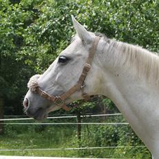 Dansk Varmblod La-Troya