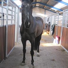 Anden særlig race Mowgli