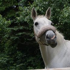 Dansk Varmblod La-Troya