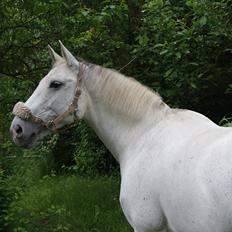 Dansk Varmblod La-Troya