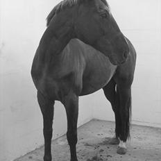 Anden særlig race Mowgli