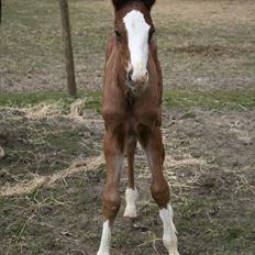 Dansk Varmblod Don O'Nico R