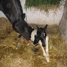 Barockpinto Teejay Liselund