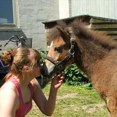 Shetlænder Tim-Tim (SOLGT)