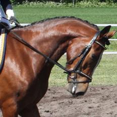 New Forest Holmens Rebus