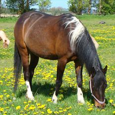 Anden særlig race Jackie´s figther (Flicka)