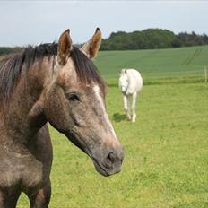 Anden særlig race SG Dusty Dakota