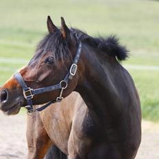 DSP | Vasehøjs Kasira |