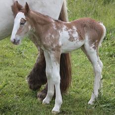 Irish Cob Bella Donna