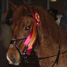 Anden særlig race Lise (DK) | Tidl. lånehest | R.I.P.