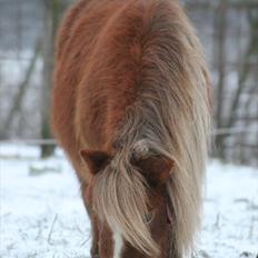 Anden særlig race Bella *SØSTERS*