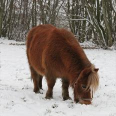 Anden særlig race Bella *SØSTERS*