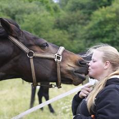 Dansk Varmblod Choko Chanell