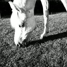 Anden særlig race Jumping Diamond Quindy <3