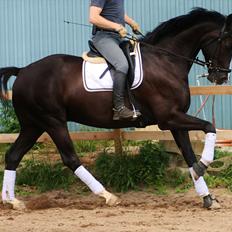 Dansk Varmblod Lero-Qvist *solgt*