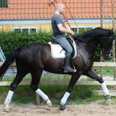 Dansk Varmblod Lero-Qvist *solgt*