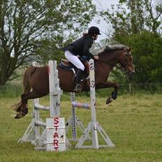 Welsh Cob (sec D) Bogensø's Queen