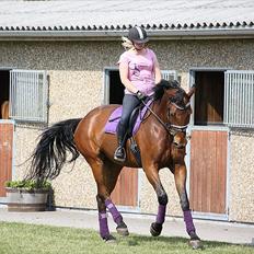 Dansk Varmblod Lantinja (Gitte) <3