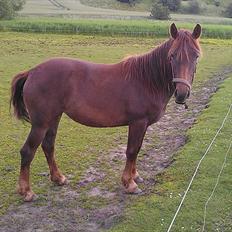 Irish Cob Crossbreed DK Bjørnholt Akahana <3