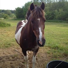 Anden særlig race Sally