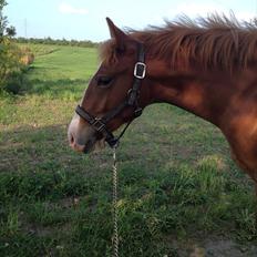 Frederiksborg Royal [Tidligere Hest]