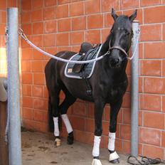 Trakehner Chanél Birkedommergård 