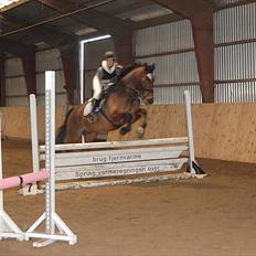 Anden særlig race T-Rex