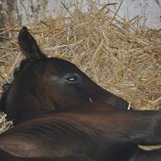 Sportsaraber (A) BS Schanitta