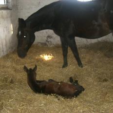 Sportsaraber (A) BS Schanitta