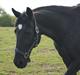 Welsh Cob (sec D) Dark Shadow <3