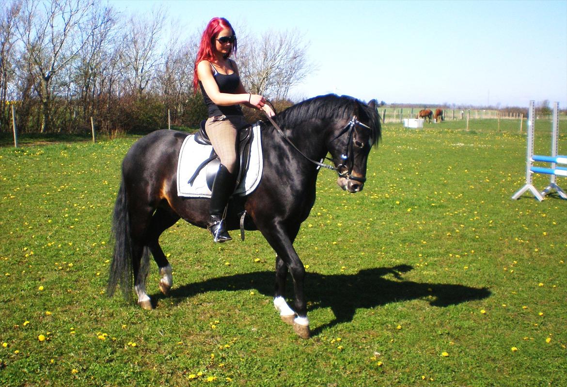 New Forest Løgtholt's Orlando billede 14