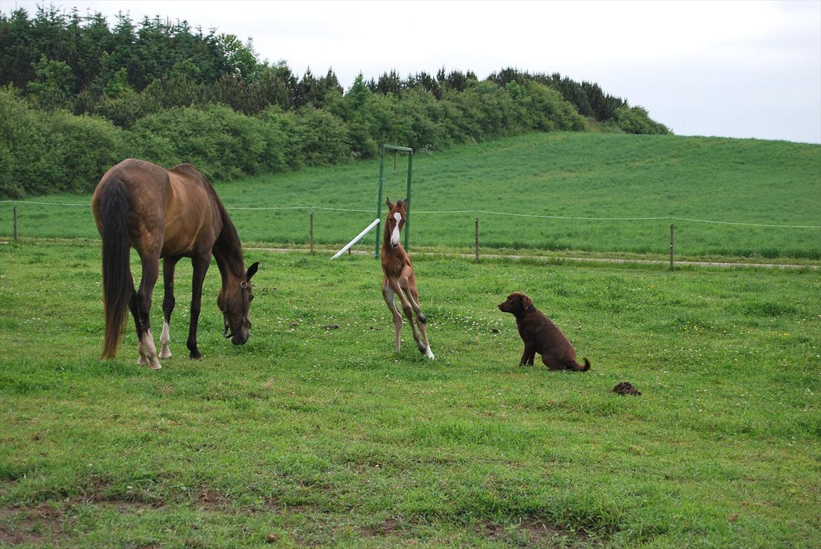 Akhal-Tekiner Aÿra Gadyrly billede 9
