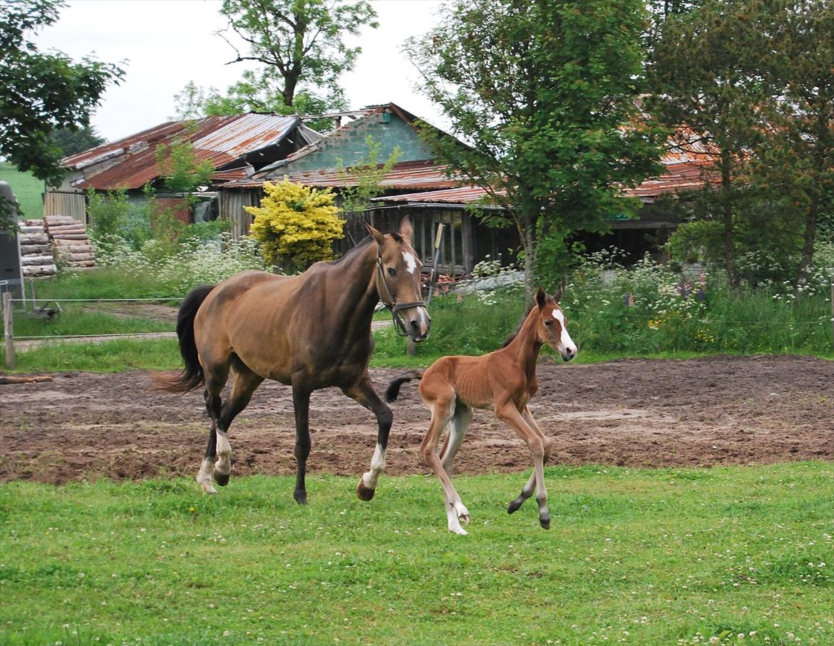 Akhal-Tekiner Aÿra Gadyrly billede 12