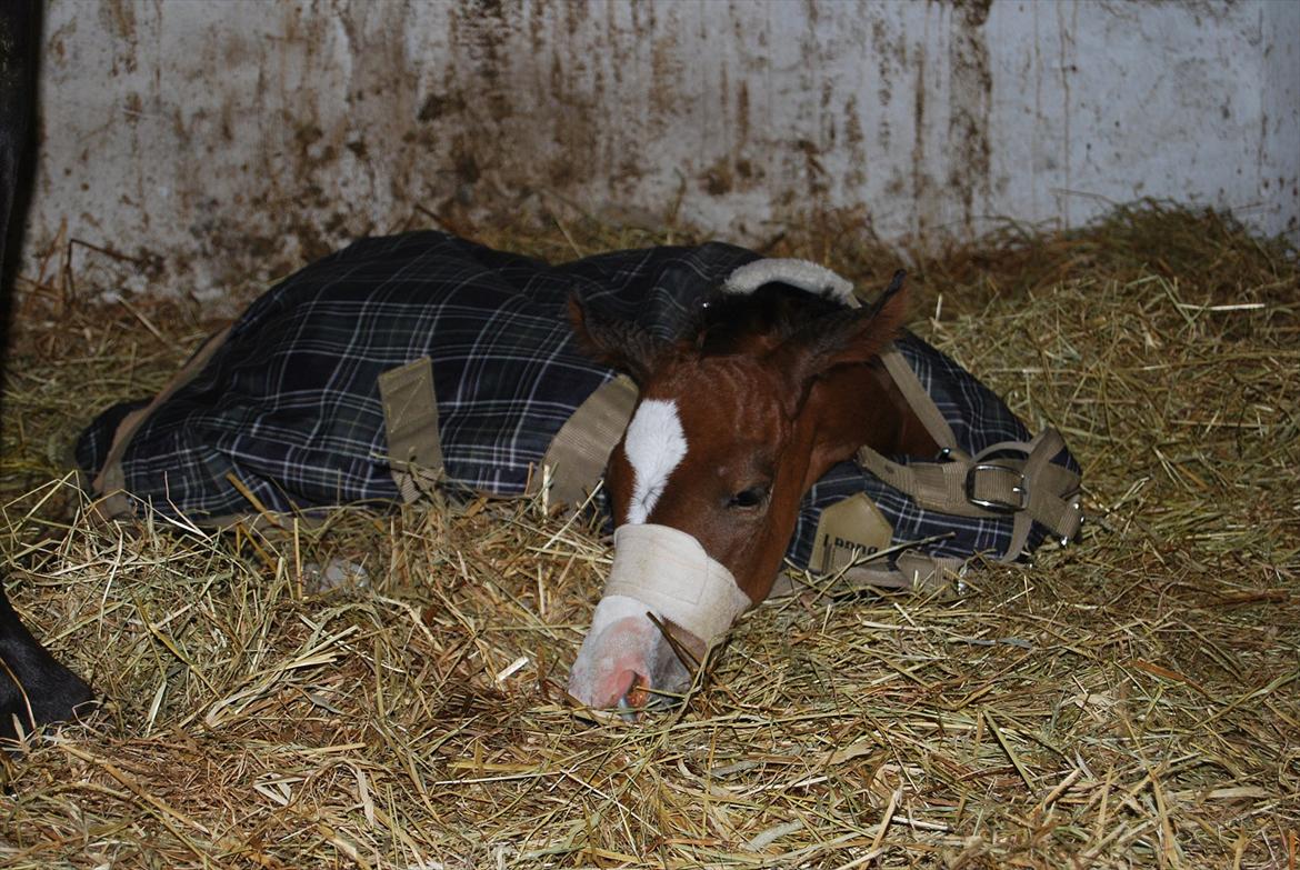 Akhal-Tekiner Aÿra Gadyrly billede 13