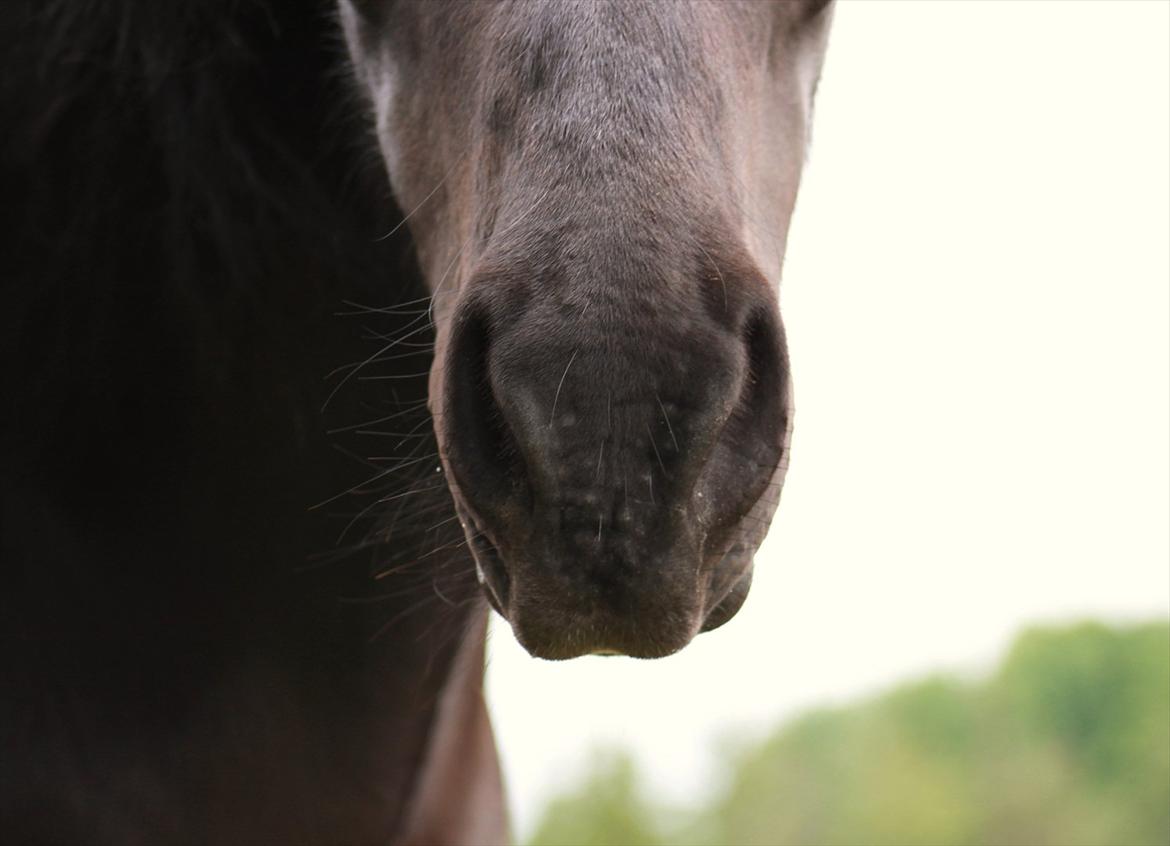 Islænder Náttgjólá - Min herlige mule :) billede 16