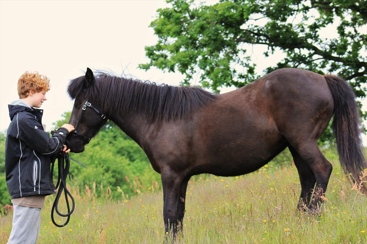 Islænder Náttgjólá billede 17