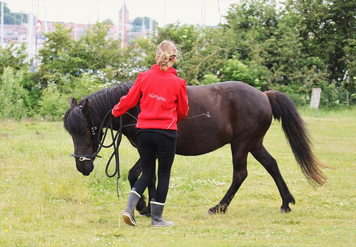 Islænder Náttgjólá - En øvelse i at få hendes ryg aktiveret. billede 7
