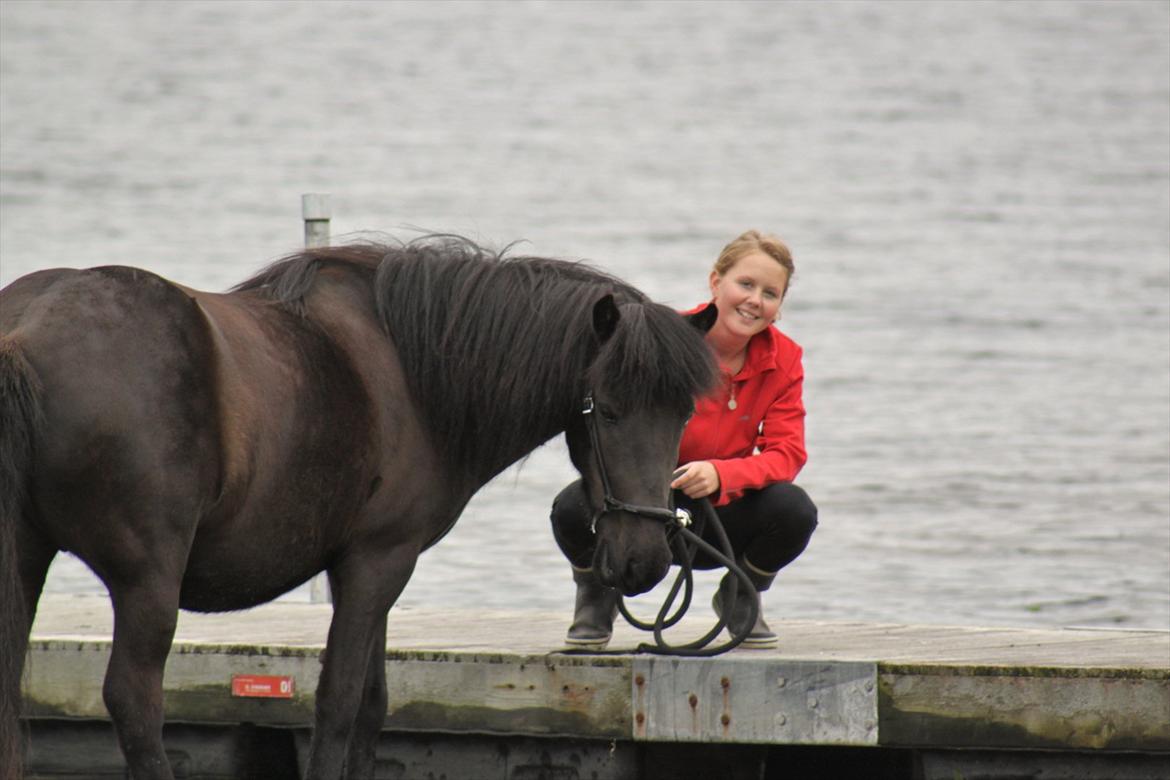 Islænder Náttgjólá billede 18