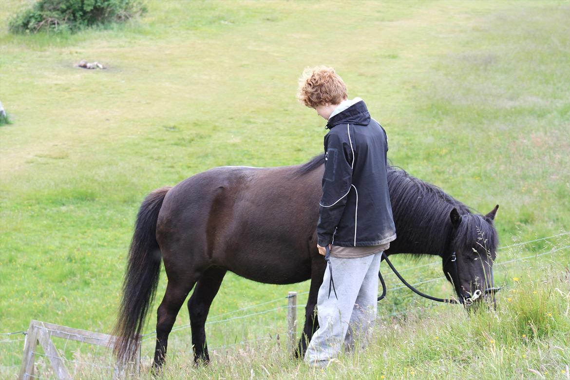 Islænder Náttgjólá billede 9