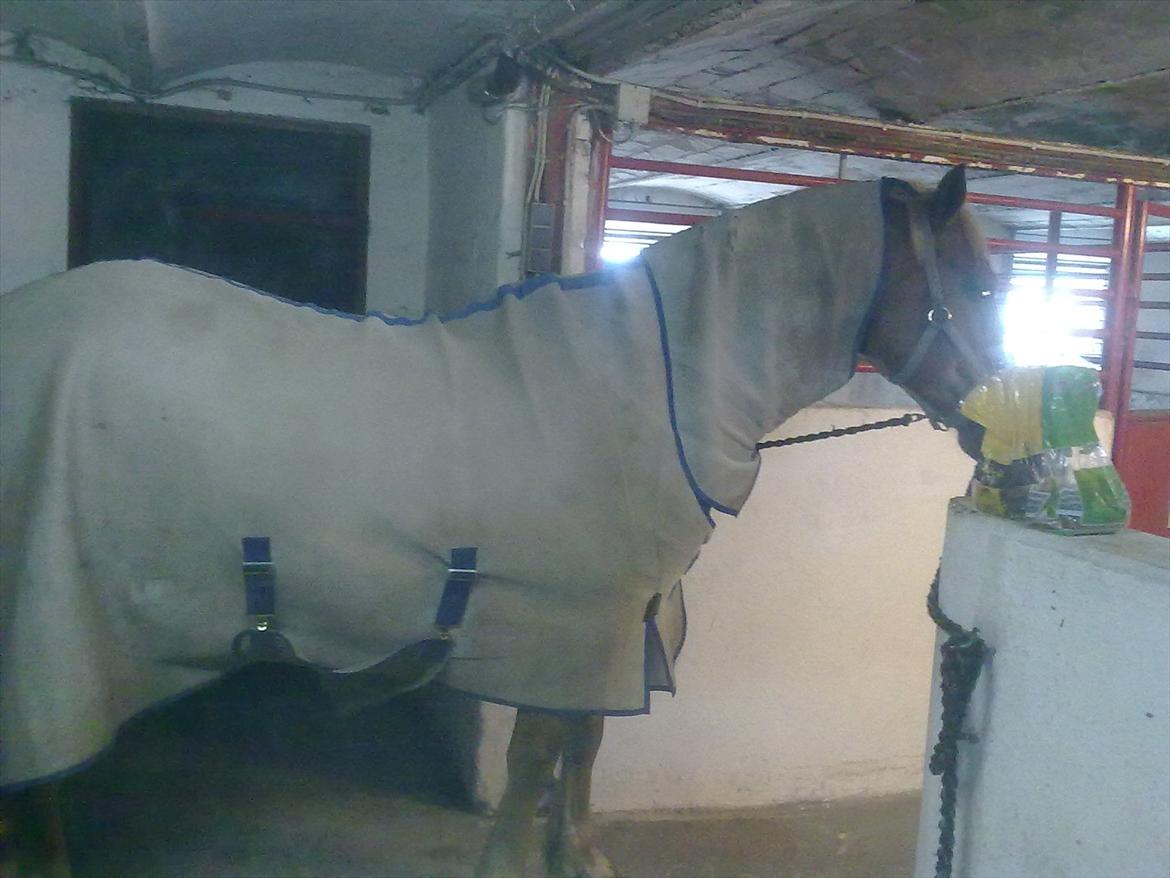 Welsh Cob (sec D) | Kiding Game On  **SOLGT** - Lige kommet ind fra fold.. billede 6