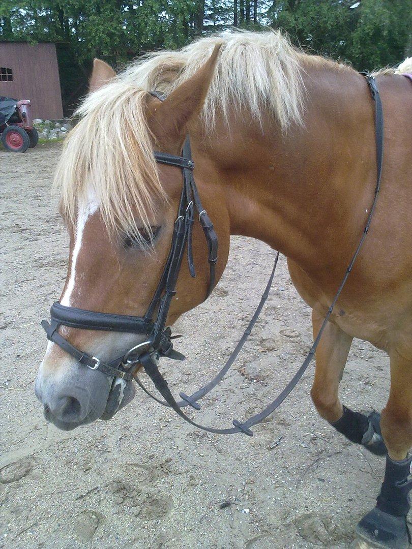Welsh Cob (sec D) | Kiding Game On  **SOLGT** - Smuukkkk!! billede 7